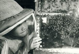 Harbourfront's a hive of activity, Charmaine Pang, 6, of Mississauga bravely donned a veiled beekeeper's hat yesterday to get a close view of the honeymakers in their hive enclosed in a glass unit