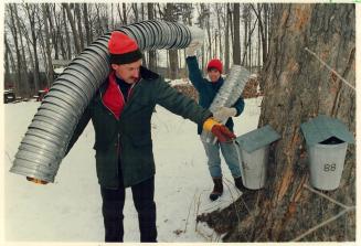 Sticky Business on Tap, Seneca college Instructor John Quick and teaching assistant Laurie Jones haul out piles of sap buckets that will be used in th(...)