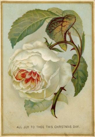 A white rose is pictured along with its stem and leaves. The background is light blue and the i ...