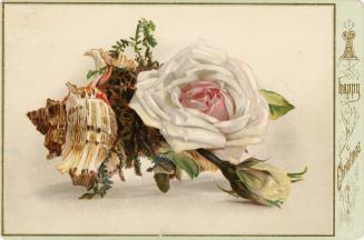 A white rose and seashell are pictured on the front. The back contains a quote by Hannah More.