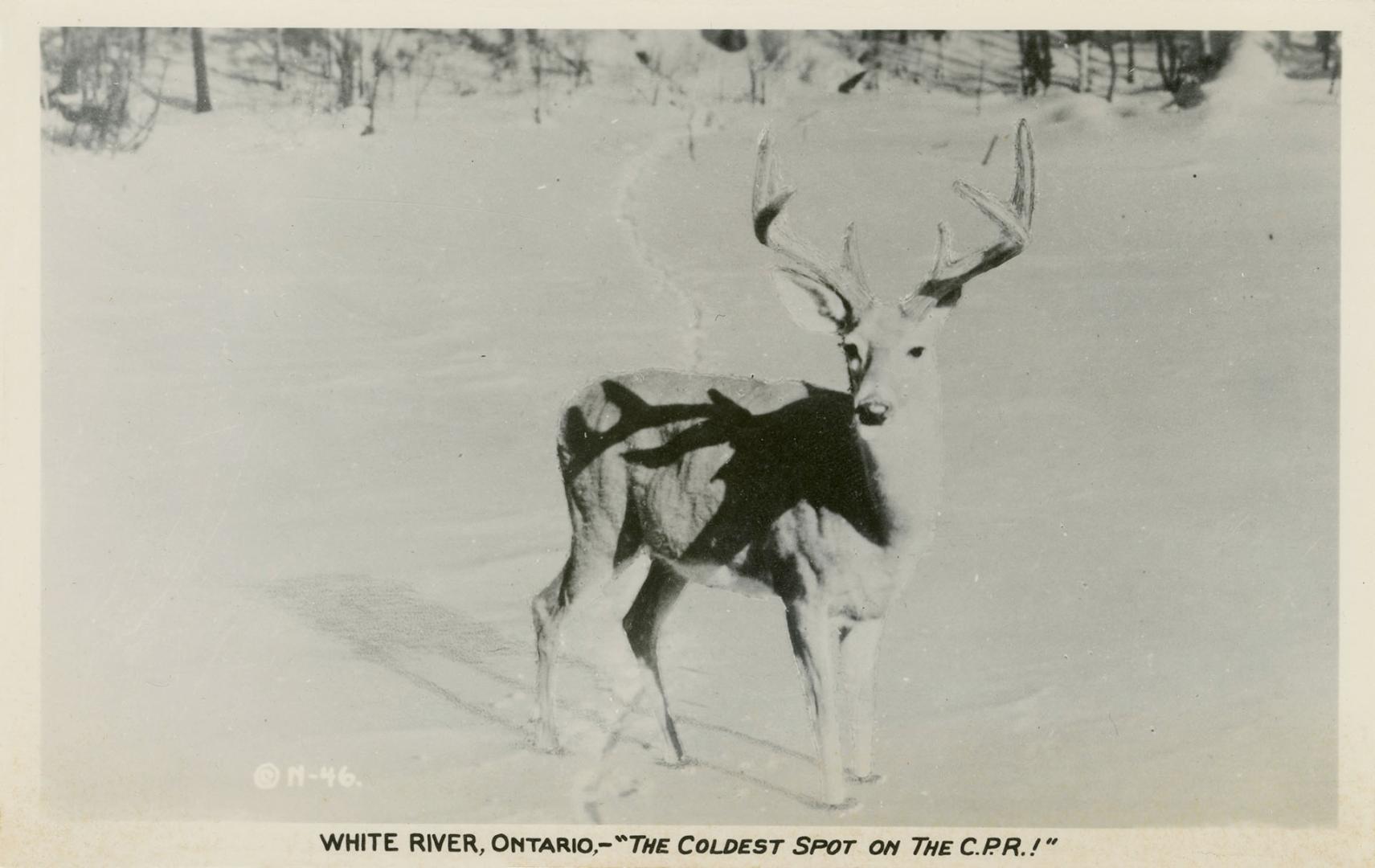 Black and white photograph of deer with antlers, in the snow.