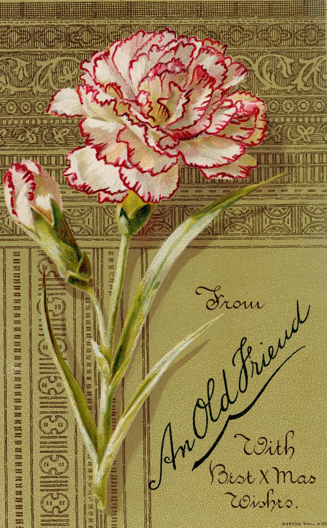 The card pictures a white carnation flower with red edges and it's stem. It is set in front of …