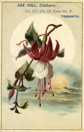 Illustration of a pink and white Fuschia plant. Background illustration of the sun on the water ...